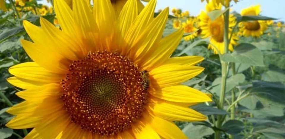 Сбор подсолнечного мёда, цена в розницу 222р.кг , оптовая 190 рублей за килограмм